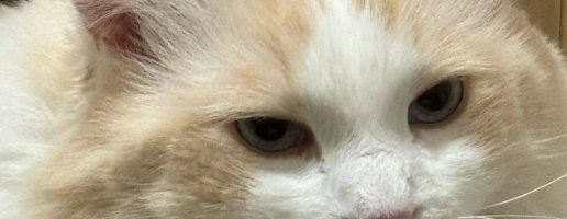小猫的告别